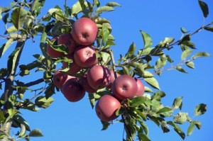 apple tree bearing fruit
